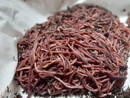 Черви красные(навозные)