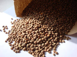 Червона сочевиця