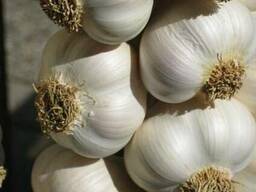 Чесночное масло чеснока