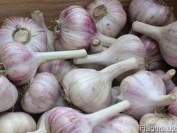 Чеснок (часник) зимний (луковицы 4-8 см) домашний без химии