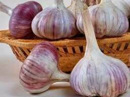 Чеснок озимый Голландия