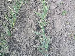 Чеснок, рассада