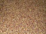 Чеснок семена воздушка Люба ша seeds Garlic from Ukraine - фото 3
