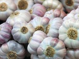 Чеснок товарный