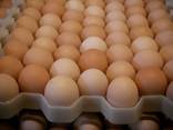Chicken Broiler Hatching eggs (Ross/Cobb) - фото 1