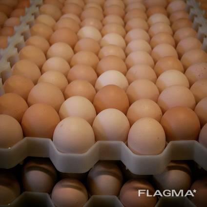 Chicken Broiler Hatching eggs (Ross/Cobb)