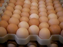 Chicken Broiler Hatching eggs (Ross/Cobb)