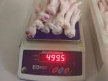 Chicken feets / paws. Продам куриные лапы. - фото 1
