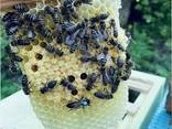Чистопородные пчеломатки и пчелопакеты Карника (Австрия, Германия) - фото 6