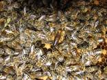 Чистопородные пчеломатки и пчелопакеты Карника (Австрия, Германия) - фото 11