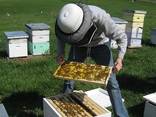 Чистопородные пчеломатки и пчелопакеты Карника (Австрия, Германия) - фото 12