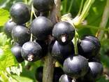 Чорна смородина ЯГОДА (Black Currant) - фото 3