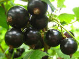 Чорна смородина ЯГОДА (Black Currant) - фото 1