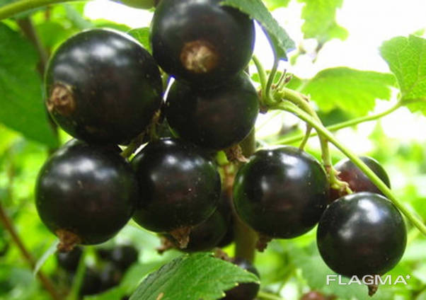 Чорна смородина ЯГОДА (Black Currant)