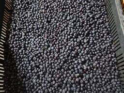 Чорниця заморожена, черника мороженая