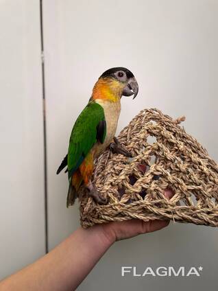 Черноголовый каик, папугай который прыгает, веселий маленький попугай