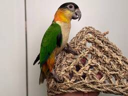 Черноголовый каик, папугай который прыгает, веселий маленький попугай