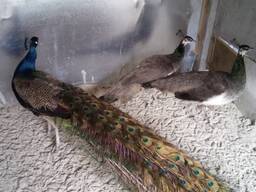 Чорноплечі павичі, черноплечий павлин, самки та самці