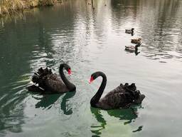 Чорний лебідь, чорні лебеді від 1 до 4 років