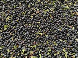 Куплю чорницю свіжу Карпатську