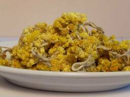 Цмин песчаный(цвет)