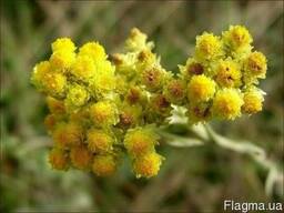 Цмин пісчаний . Бессмертник цвет