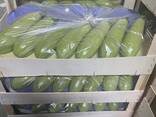 Цукини - фото 2