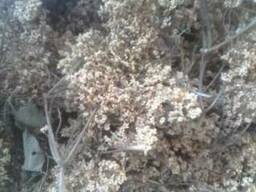 Цвіт бузини