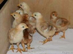 Цыплята