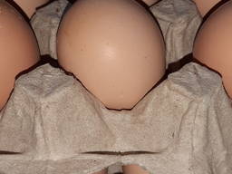 Инкубационное яйцо бройлера Венгрия