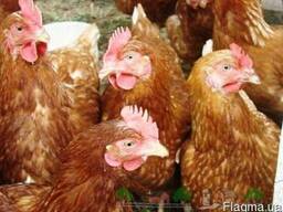 Цыплята Ломан Браун (курочка)