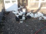 ﻿﻿Цыплята нисушки, мясные, домашние в Кропивницком