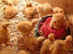 Цыплята суточные и подросшие испанки, голешейка