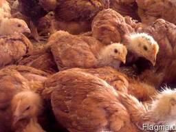 Цыплята суточные ( Редбро и Испанские голошейки)