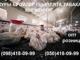 Цыплята табака, бройлер.