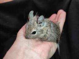 Декоративная маленькая белка. Белка дегу.