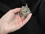 Декоративная маленькая белка. Белка дегу. - фото 3