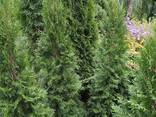Туя Смарагд дуже пухнаста 1.8-2 метри - фото 1
