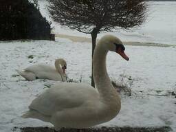 Декоративный домашний лебідь лебедь, лебеди