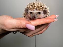 Декоративный ежик, африканский ежик карликовые ручные ежики разноцветные, ежики ручные мал