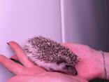 Декоративный ежик, африканский ежик карликовые ручные ежики разноцветные, ежики ручные мал - фото 1