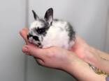 Декоративные микро кролики, рыжый кролик, белый кролик и другие - фото 3