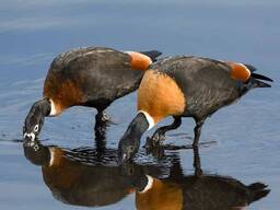 Декоративні качки домашні різновид для сільхозу, утка декоративная