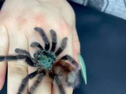 Декоративні різні павуки для дому, безпечні павуки, декоративний павук