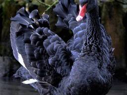 Декоративний чорний лебідь різного віку, є пари