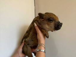 Декоративний грайливий міні-піг, ласкавий домашній хрюшка