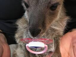 Декоративний кенгуру бінетта карликовий кенгуру