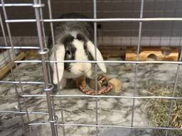 Декоративний кролик