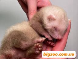 Декоративний малюк тхорик, фретка ручні хорьки