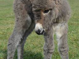 Декоративний ніжний віслючок, осел, віслюк домашній
